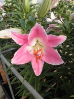 [1866 QueenFish Mak No01.JPG]